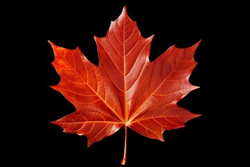 Autumn leaf. Autumn maple leaf isolated 