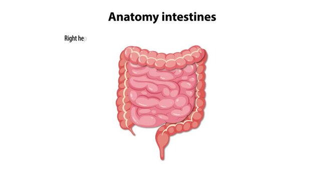 Anatomy of Human Intestines