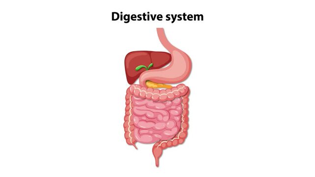 Digestive System Anatomy Animation