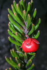 Branch of a Tepuia tatei with one red colored fruit, natural habitat on Amuri Tepui, Venezuela