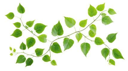 Obraz premium Twining vine plant, botanical painting, deep green leaves, isolated on transparent background