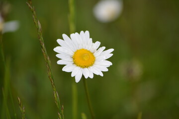Obraz premium Gänseblümchen 