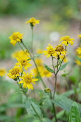 Arnica flower in bloom. Copyspace.