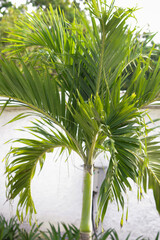 palm tree with dense leaves. outdoor ornamental plants