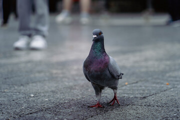 pigeon in the city