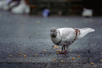 pigeon on the street 