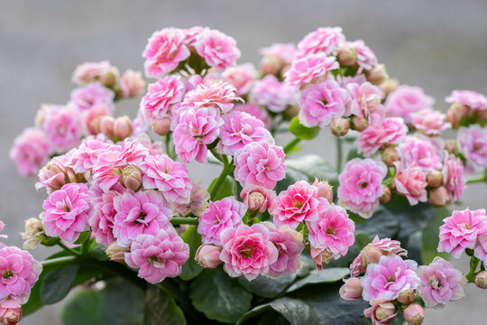 Kalanchoe plant with pink double blossoms.