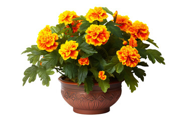 Obraz premium Bright marigold flowers in a decorative ceramic pot with detailed texture isolated on transparent background PNG ideal for floral design projects and botanical illustrations