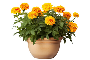 Fototapeta premium Bright marigold flowers in a decorative ceramic pot with detailed texture isolated on transparent background PNG ideal for floral design projects and botanical illustrations