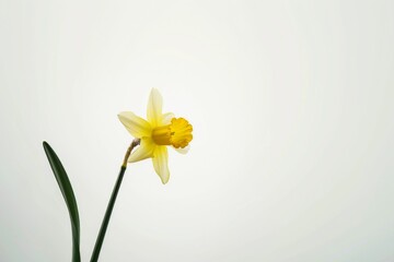Bright daffodil blooming in minimalist style, captivating depiction of nature's beauty