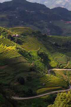 terraced rice field