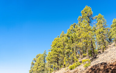 Canary pine trees on a hillside under a clear blue sky, sparse underbrush, rocky terrain, vibrant...