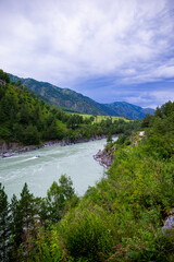  Beautiful landscape - mountain river and forest in Altai, vertical photo