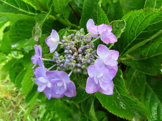 ラベンダーカラーのカクアジサイ