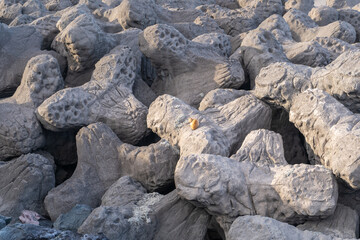 Find the cat on Coastal defenses tetrapods, breakwater concrete structures, wave breakers