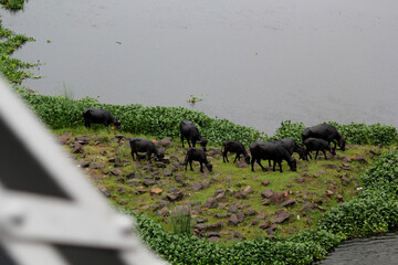Italian mediterranean buffaloes  in the river island
