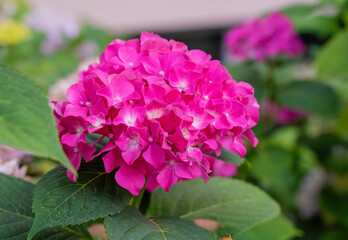 Fototapeta premium Hydrangea Flowers, Blooming Pink Hortensia, Hydrangea Paniculata Flower Closeup, Inflorescences