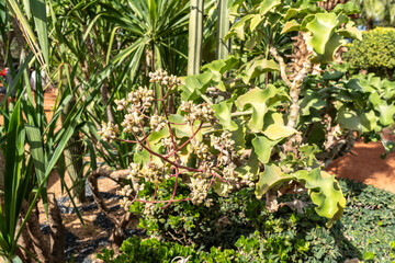 Kalanchoe beharensis flowers, blooming Elephant ear succulent shrub ornamental plant