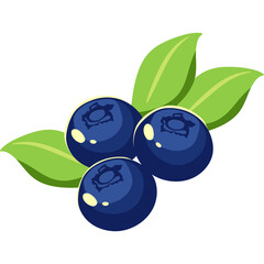 Blueberry Fruit Illustration