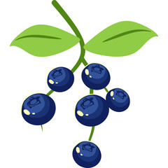 Blueberry Fruit Illustration