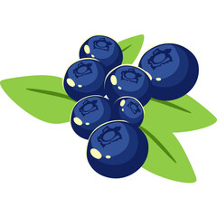 Blueberry Fruit Illustration
