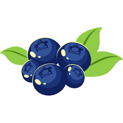 Blueberry Fruit Illustration