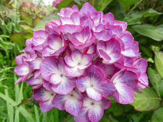 French hydrangea white flowers with purple margins
