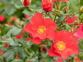 Coral red single rose flowers and bright green foliage