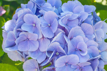 Hydrangea macrophylla blue flower head close-up.