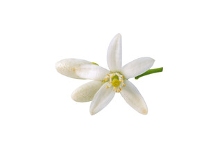 Orange tree flower and buds isolated transparent png