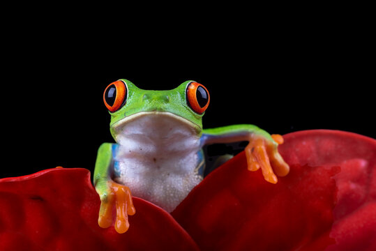 Red eyed tree frog on a flower
