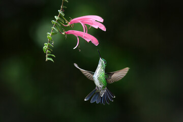 green-crowned brilliant hummingbird in cloud forest of Panama