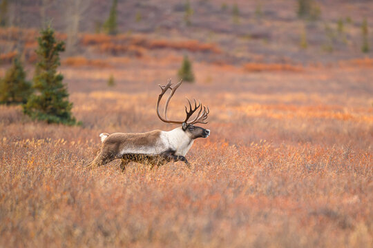 Large Bull Caribou Running through Tundra in Denali National Park