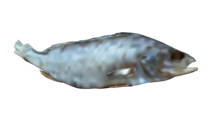 Dried perch on a white background, perch illustration realistic