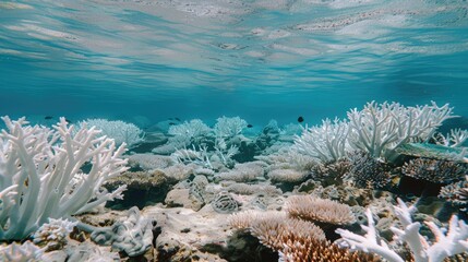 A coral reef suffering from bleaching, with pale, lifeless corals under clear blue water, depicting the impact of global warming on marine ecosystems and the climate crisis. © kitipol