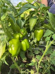 Pepper grows in a garden plot in a greenhouse