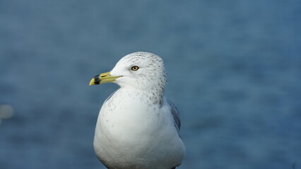 The seagull cute view living near the shore of the ocean