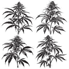 Creative Black Weed Vector Silhouette Art,
Modern Black Weed Vector Silhouette Illustration