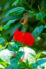 Purple rumped Sunbird