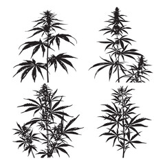 Creative Black Weed Vector Silhouette Art,
Modern Black Weed Vector Silhouette Illustration