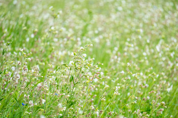 Nature summer background with meadow flowers: blurred background green field