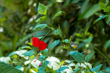 Purple rumped Sunbird