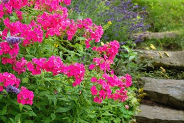 Beautiful phlox paniculata blooming int the summer garden. Stony stairs on the background.