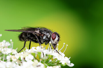 Fly