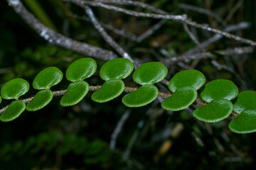 Fern Pterozonium spectabile, growing in high altitudes on Amuri Tepui in Venezuela