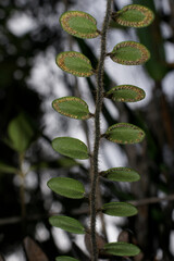 Pterozonium spectabile, fern showing underside of leaves, spores ring-shaped at the brim, Amuri Tepui, Venezuela
