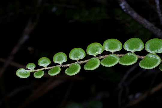 Leaf tip of Pterozonium spectabile, fern growing on Amuri Tepui in high altitude, Venezuela