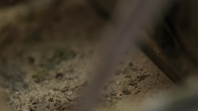 Close-up view of cleaning goat droppings. cleaning leftover feed in the pen