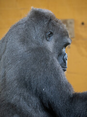 Gorillas in Cabarceno Park (Cantabria)