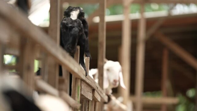 view of a row of sheep eating in a pen